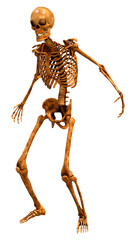 3D Rendering Human Skeleton on White