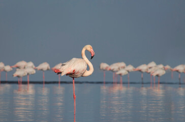 African wild birds. A flock of great flamingos on the blue lagoon against the bright sky