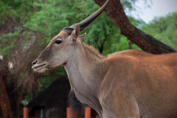Wildlife animals. Common eland or Eland antelope in the national  park, Namibia