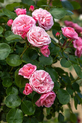 Close-up of beautiful pink roses blooming in the rose garden in Izu.
