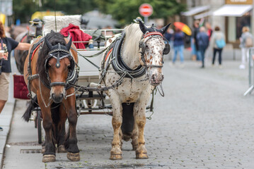 Tourist chariot horses, popular form of sightseeing for tourists visiting Prague, Czech Republic