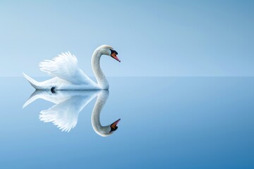 Obraz premium Calm Lake Scene with Gliding Swan