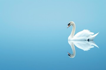 Obraz premium Serenity of a Swan on Blue Water
