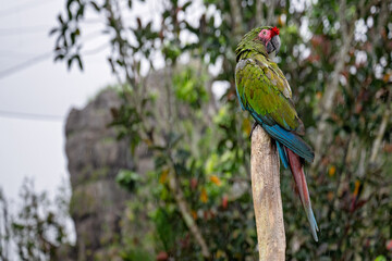 Green macaw parrot in rain, Mandai bird paradise sanctuary Singapore, wet bedraggled feathers plumage, tourist attraction destination, animal wildlife conservation