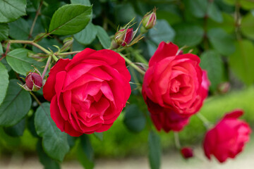 Close-up of beautiful red roses blooming in the rose garden in Izu.