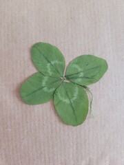 Trèfle porte-bonheur 