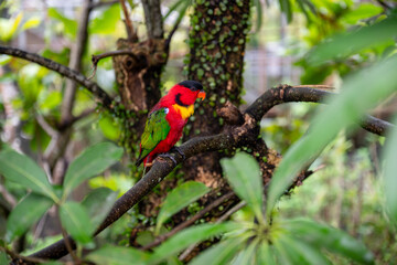 Yellow-bibbed lory parrot, Mandai bird paradise sanctuary Singapore, colorful colourful feathers plumage, on branch in rain