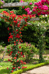 Beautiful red rose flowers blooming on a pergola.