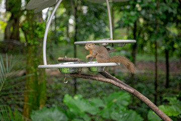 black striped squirrel, Callosciurus nigrovittatus, eating from bird feeder, Mandai bird paradise sanctuary, endemic Asian wildlife 