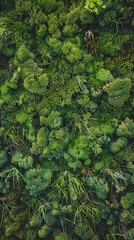 top view green moss forest nature texture background