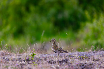 Common snipe in the woods