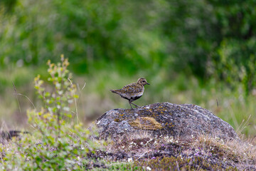 Common snipe in the woods