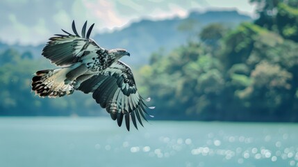 Majestic Panamanian Harpy Eagle in Traditional Attire Soaring over Panama Canal