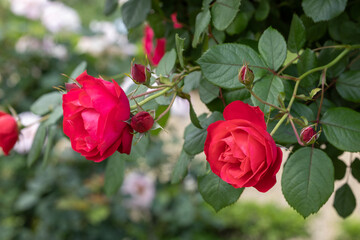 Beautiful red roses blooming in the rose garden in Izu.