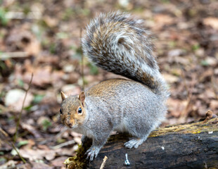 grey squirrel on the ground