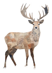 Fototapeta premium PNG Deer wildlife animal mammal.