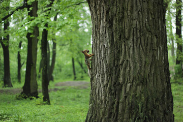 squirrel on a tree trunk in the forest