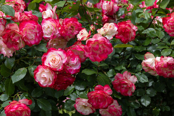 Beautiful red and white rose flowers blooming in rose garden in Izu.