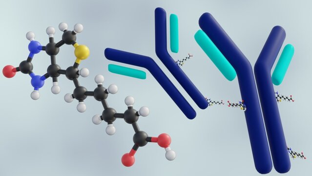 3D rendering of biotinylated antibody, an engineered protein designed to bind to specific molecules. Biotin allows researchers to easily track and manipulate these antibodies.