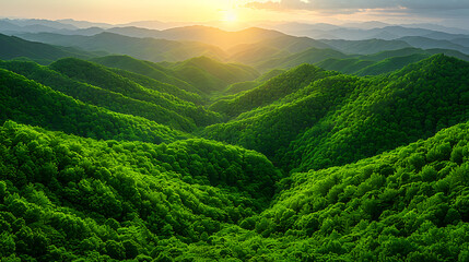 High-angle shot of a lush green forest with a winding river cutting through, the sunlight filtering through the trees and creating a serene, peaceful atmosphere 