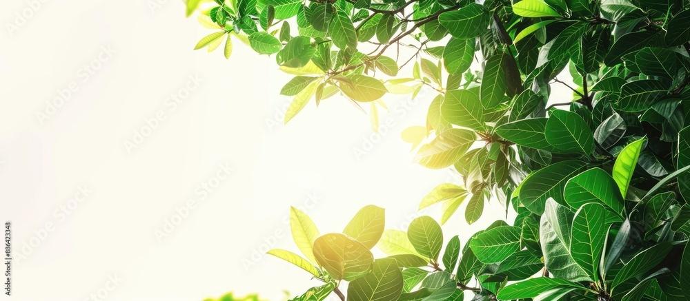 Poster A tropical tree with branches leaves and sunlight on a white isolated background ideal as a green foliage copy space image