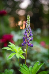 flowers in the garden