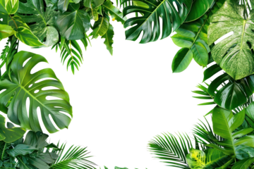 PNG Tropical forest nature plant green.