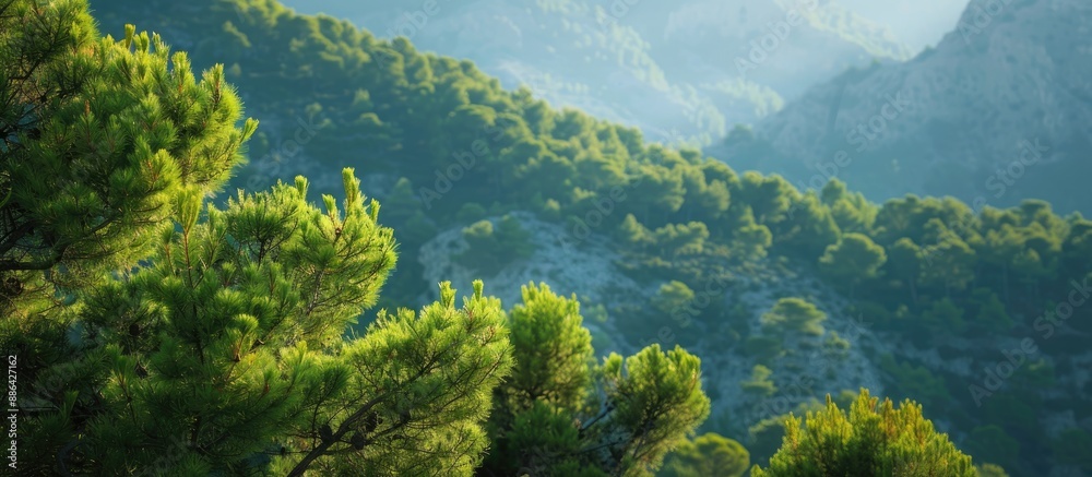 Poster coniferous plants in turkish mediterranean mountains create a scenic backdrop with a selective focus