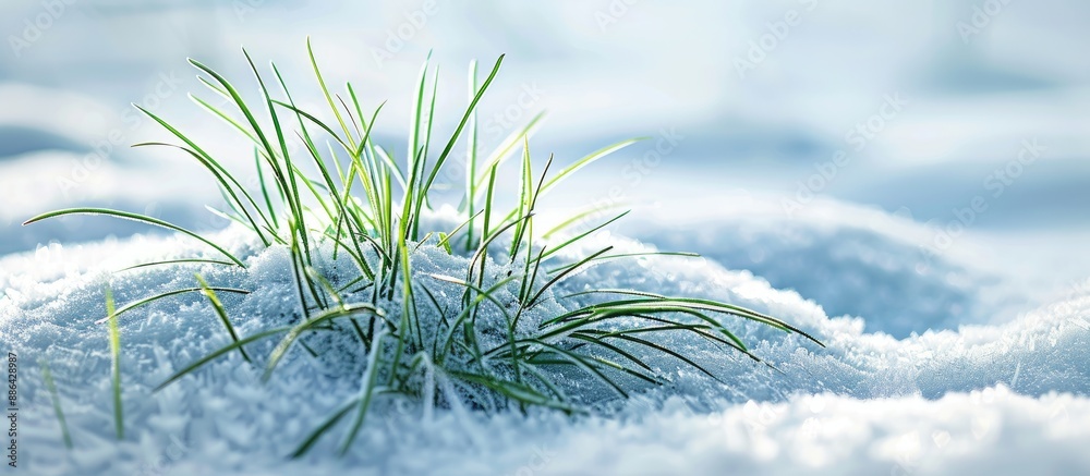 Aufkleber the serene scene features lush green grass emerging gracefully through a blanket of pure white snow 
