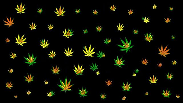 Cannabis Leaves Pattern in Green Orange and Yellow Autumn Colors  on a Black Background. Marijuana leaf pulsating. Reggae themed projects, nature, and alternative lifestyles