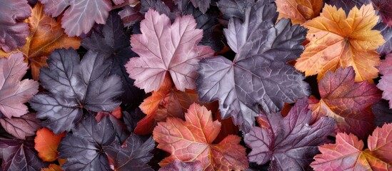 Obraz premium Different colored coral bells heuchera leaves including frosted violet obsidian and caramel suitable for decorating flowerbeds ads or seed catalogs with copy space images