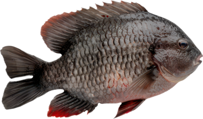 tilapia fish sticker transparent background PNG clipart