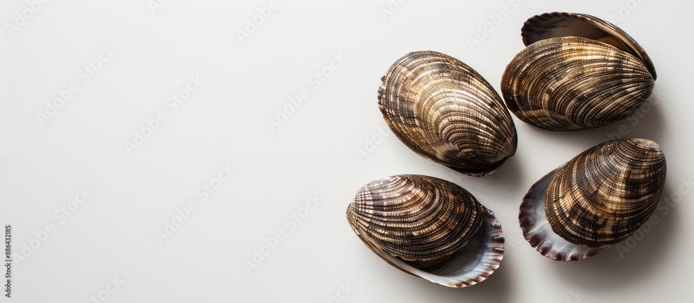 Leinwandbilder clams showcased against a blank white backdrop create a tranquil composition with ample copy space i