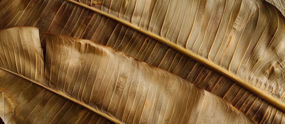 Aufkleber Texture of a dried banana leaf for use as a background with copy space image