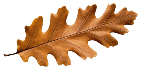 PNG Pattern nature plant maple.