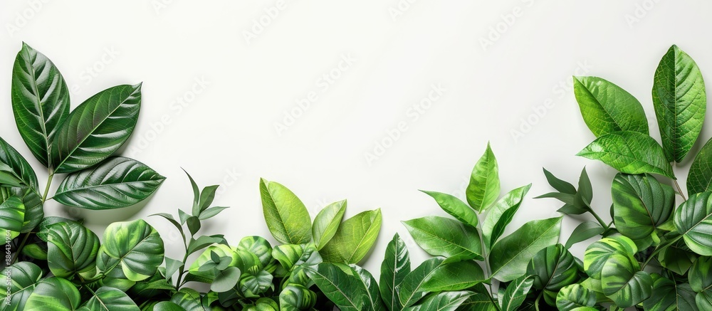 Aufkleber top view of lush green leaves against a white backdrop with ample copy space image