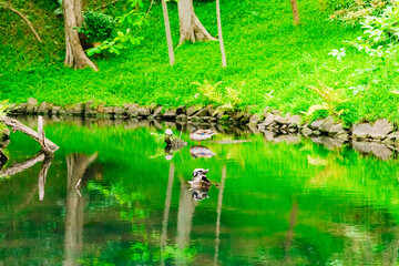 lake in the forest