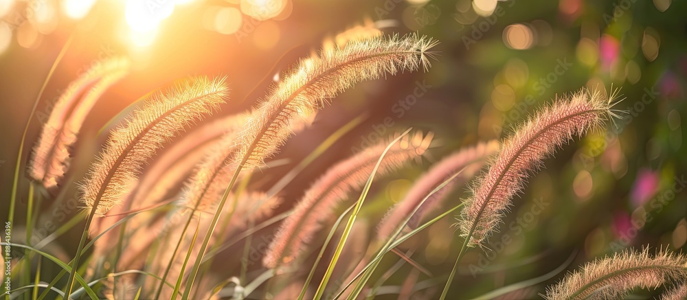 Aufkleber beautiful grass flower in a garden with a soft focus background ideal for a copy space image