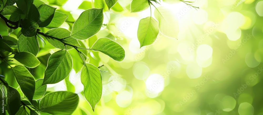 Poster Background featuring green leaves with empty copy space image