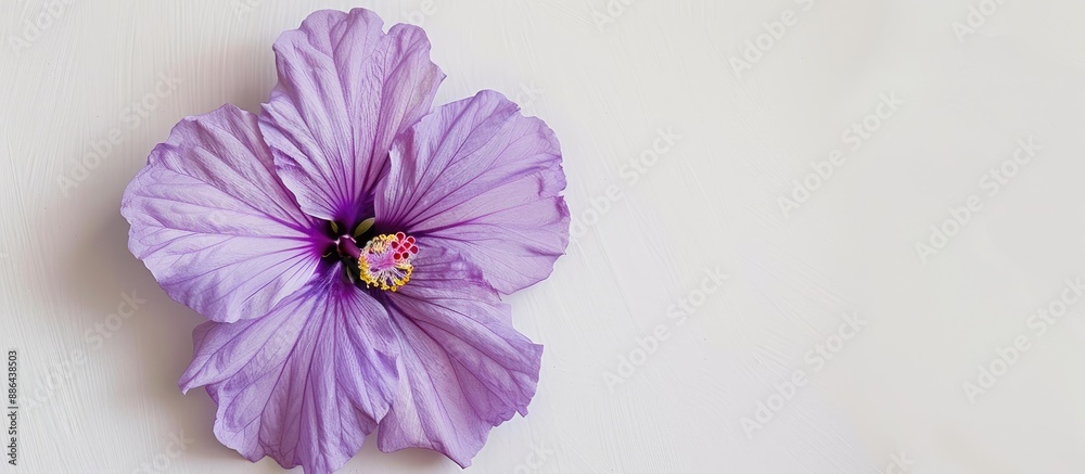 Aufkleber hibiscus syriacus purple flower displayed on a white backdrop creates a striking visual with copy sp