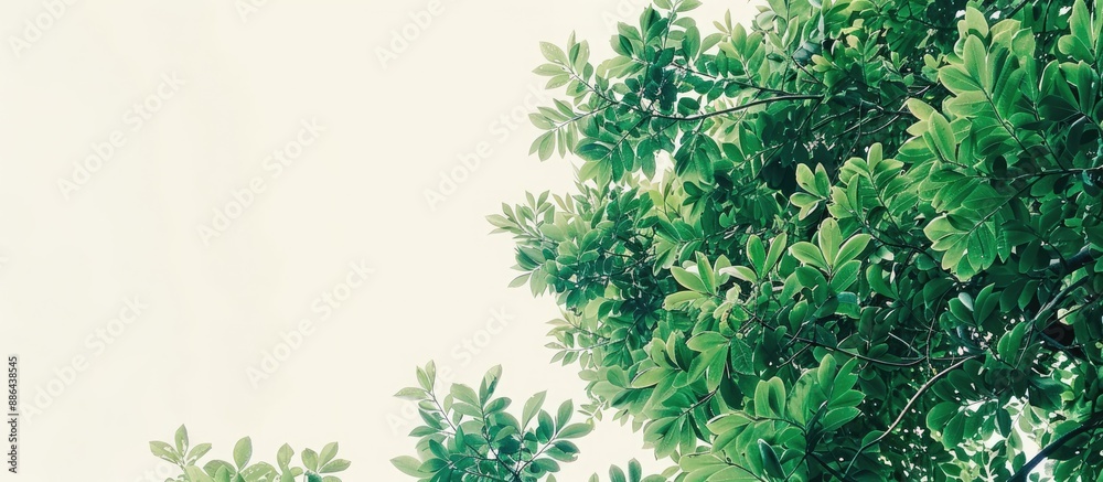 Poster tree themed wallpaper background with lush green foliage against a white backdrop showcasing beautif