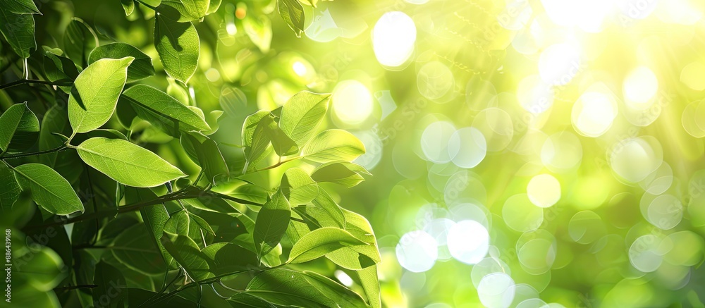 Aufkleber Blurry natural background with abstract foliage bright sunlight and green leaf texture perfect for text or advertising on a copy space image conveying an ecological theme