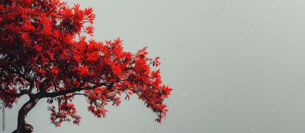Wall mural autumnal tree featuring red foliage perfect for a background in a copy space image
