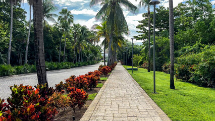 Obraz premium Walking along an avenue full of tropical plants and Cordyline fruticosa Rubra, surrounded by the natural and tropical environment of Mexico, an ideal place to relax and live a unique lifestyle.