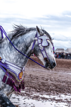 Thundering Hooves and Echoes of Tradition: The Moroccan Tbourida