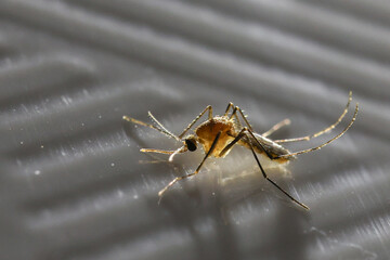 Aedes or tiger mosquito. They are carriers of parasites that cause many serious epidemics include dengue fever, yellow fever, Elephantiasis, Zika fever , chikungunya disease
