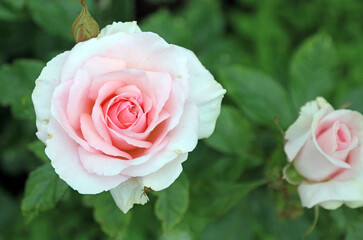 Closeup of a pink Rose bloom, North Yorkshire England
