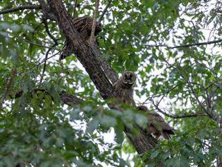 北海道　フクロウ　トラフズク　鳥　猛禽類