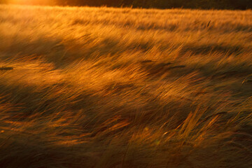 Golden Sunset Over Barley Field