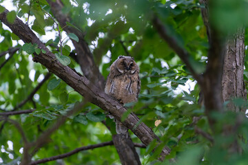 北海道　フクロウ　トラフズク　鳥　猛禽類